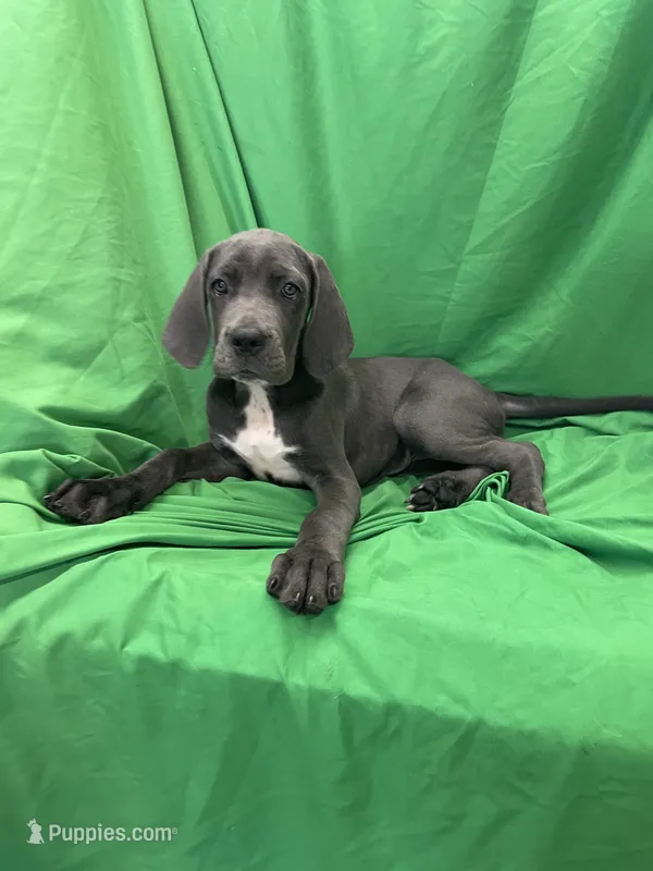 Ivory – Cane Corso puppy for sale in Phoenix, AZ