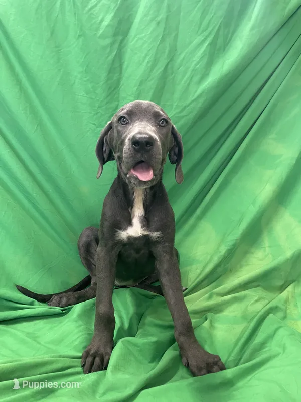 Echo – Cane Corso puppy for sale in Phoenix, AZ