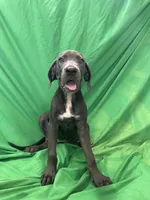 Echo, a female Cane Corso for sale in Phoenix, AZ – 1 of 3