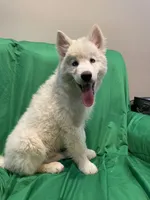 Rowan , a male Alaskan Malamute and Siberian Husky for sale in Phoenix, AZ – 2 of 4