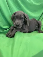 Bubba , a male Cane Corso for sale in Phoenix, AZ – 2 of 4