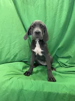 Ivory, a female Cane Corso for sale in Phoenix, AZ – 4 of 4