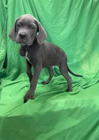 Ash, a male Cane Corso for sale in Phoenix, AZ – 3 of 4