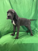 Ivory, a female Cane Corso for sale in Phoenix, AZ – 2 of 4