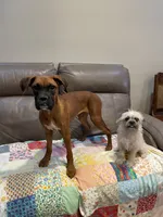 Rocky , a male Boxer for sale in Phoenix, AZ – 5 of 5