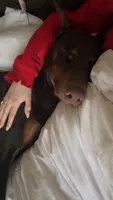 Atticus , a male Doberman Pinscher for sale in Nixa, MO – 5 of 10