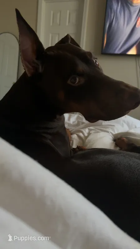 Atticus  – Doberman Pinscher puppy for sale in Nixa, MO