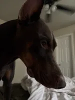 Atticus , a male Doberman Pinscher for sale in Nixa, MO – 7 of 10