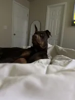 Atticus , a male Doberman Pinscher for sale in Nixa, MO – 3 of 10