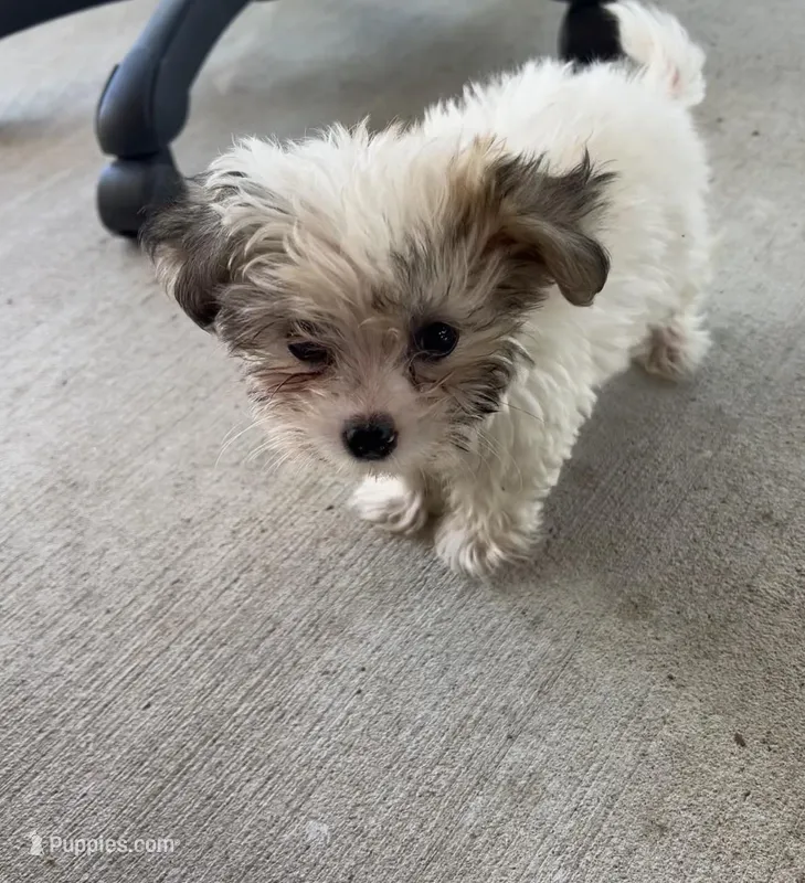 Kapi, a male Havanese for sale in Mesquite, TX – Photo 1 of 1