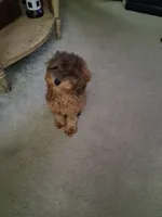 Bentley , a male Poodle - Miniature  for sale in Baltimore, MD – 2 of 5