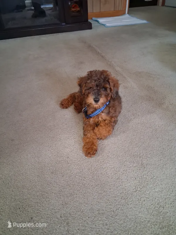 Bentley  – Poodle - Miniature  puppy for sale in Baltimore, MD