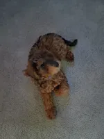 Bentley , a male Poodle - Miniature  for sale in Baltimore, MD – 3 of 5