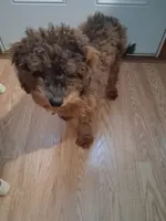 Bentley , a male Poodle - Miniature  for sale in Baltimore, MD – 5 of 5