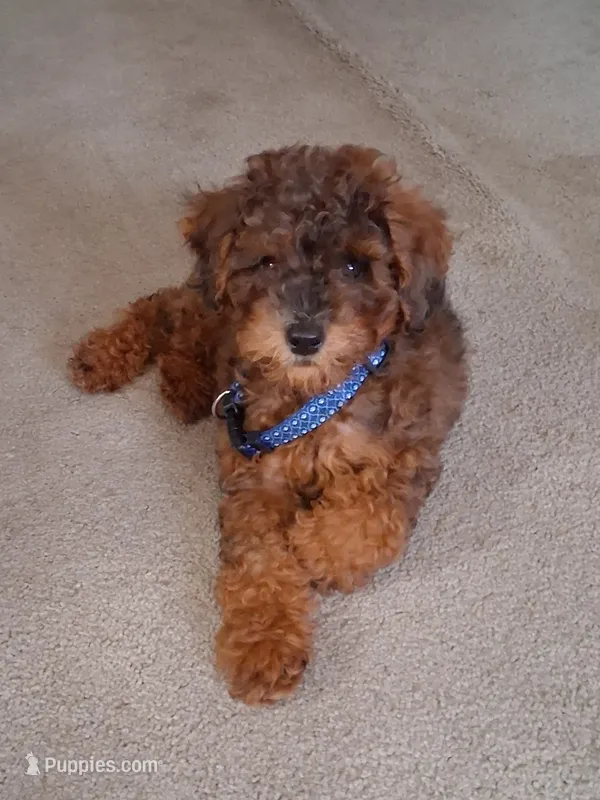 Bentley  – Poodle - Miniature  puppy for sale in Baltimore, MD