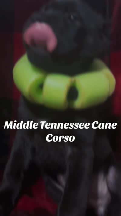 Beary, a male Cane Corso for sale in Smithville, TN – 1 of 1