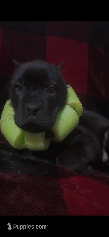 Beary – Cane Corso puppy for sale in Smithville, TN