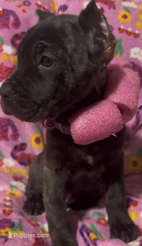 Sally  – Cane Corso puppy for sale in Smithville, TN