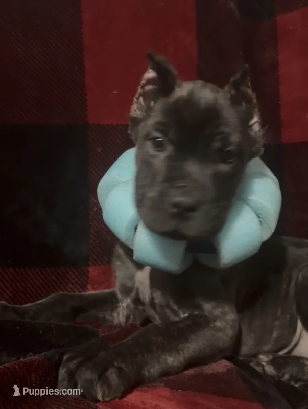 Charlie  – Cane Corso puppy for sale in Smithville, TN