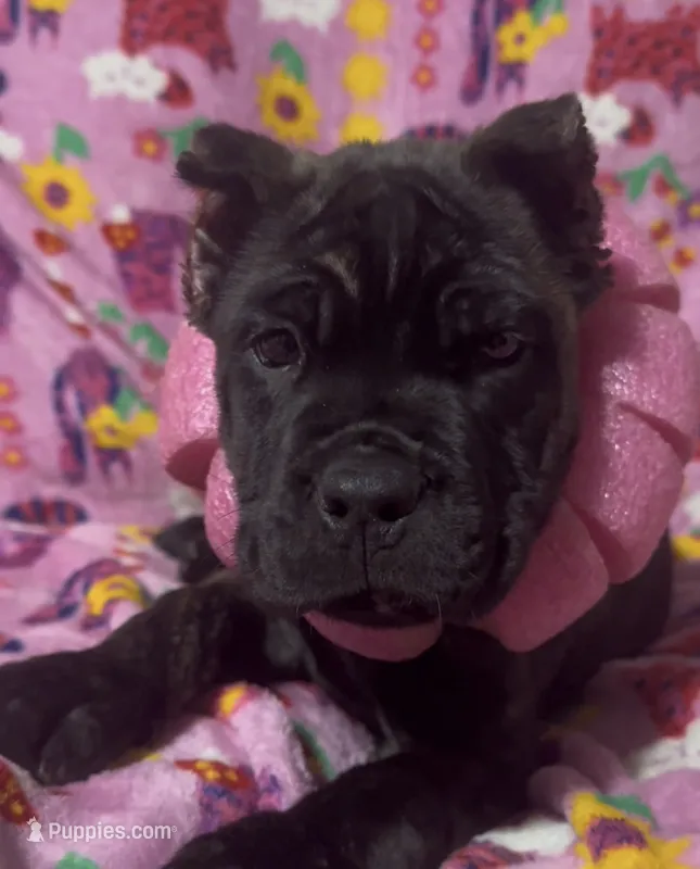 Ms Fiesty  – Cane Corso puppy for sale in Smithville, TN