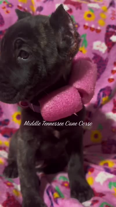 Sally , a female Cane Corso for sale in Smithville, TN – 1 of 1