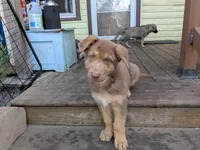 Johnny , a male German Shepherd Dog for sale in Scotia, NY – 6 of 9