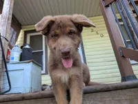 Johnny , a male German Shepherd Dog for sale in Scotia, NY – 7 of 9