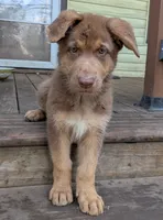 Johnny , a male German Shepherd Dog for sale in Scotia, NY – 4 of 9
