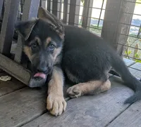 Tia, a female German Shepherd Dog for sale in Scotia, NY – 2 of 2
