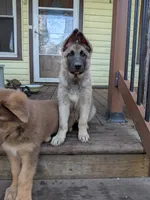 Faith , a female German Shepherd Dog for sale in Scotia, NY – 5 of 8