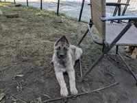 Faith , a female German Shepherd Dog for sale in Scotia, NY – 7 of 8