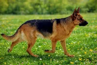 Johnny , a male German Shepherd Dog for sale in Scotia, NY – 8 of 9