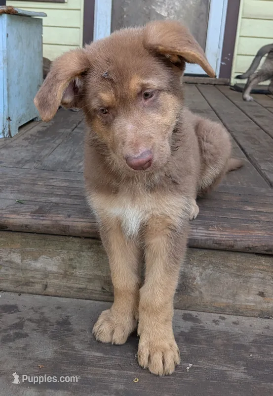 Johnny  – German Shepherd Dog puppy for sale in Scotia, NY