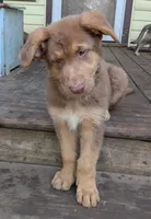 Johnny , a male German Shepherd Dog for sale in Scotia, NY – 1 of 9