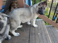Faith , a female German Shepherd Dog for sale in Scotia, NY – 6 of 8