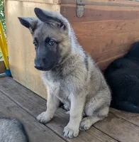 Faith , a female German Shepherd Dog for sale in Scotia, NY – 3 of 8