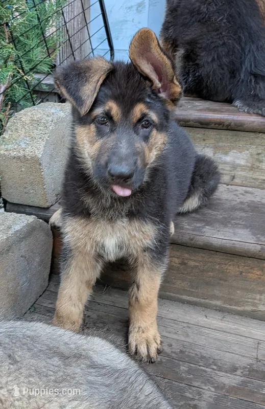 Tia – German Shepherd Dog puppy for sale in Scotia, NY
