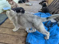 Faith , a female German Shepherd Dog for sale in Scotia, NY – 8 of 8