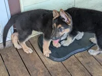 Tia, a female German Shepherd Dog for sale in Scotia, NY – 4 of 7
