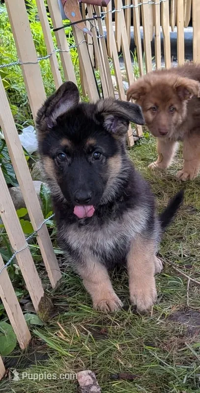 Misha  – German Shepherd Dog puppy for sale in Scotia, NY