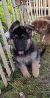 Misha , a female German Shepherd Dog for sale in Scotia, NY – 1 of 3