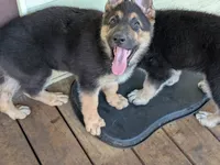 Tia, a female German Shepherd Dog for sale in Scotia, NY – 3 of 7