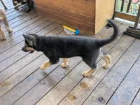 Tia, a female German Shepherd Dog for sale in Scotia, NY – 7 of 7