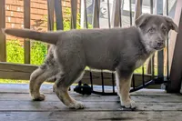 Johnny , a male German Shepherd Dog for sale in Scotia, NY – 3 of 9