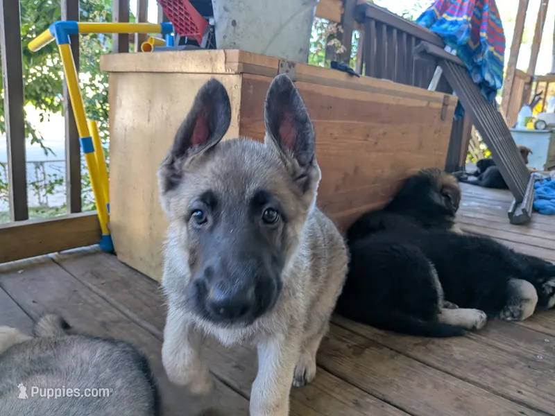 Faith  – German Shepherd Dog puppy for sale in Scotia, NY