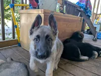 Faith , a female German Shepherd Dog for sale in Scotia, NY – 1 of 8