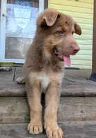 Johnny , a male German Shepherd Dog for sale in Scotia, NY – 5 of 9