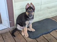 Tia, a female German Shepherd Dog for sale in Scotia, NY – 6 of 7