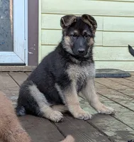 Misha , a female German Shepherd Dog for sale in Scotia, NY – 3 of 3