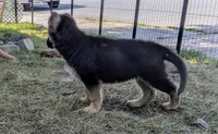 Misha , a female German Shepherd Dog for sale in Scotia, NY – 2 of 3